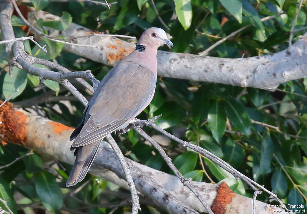 Red-eyed Doveadult, identification, aspect