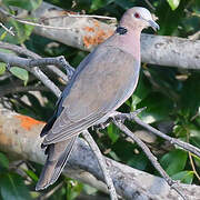 Red-eyed Dove