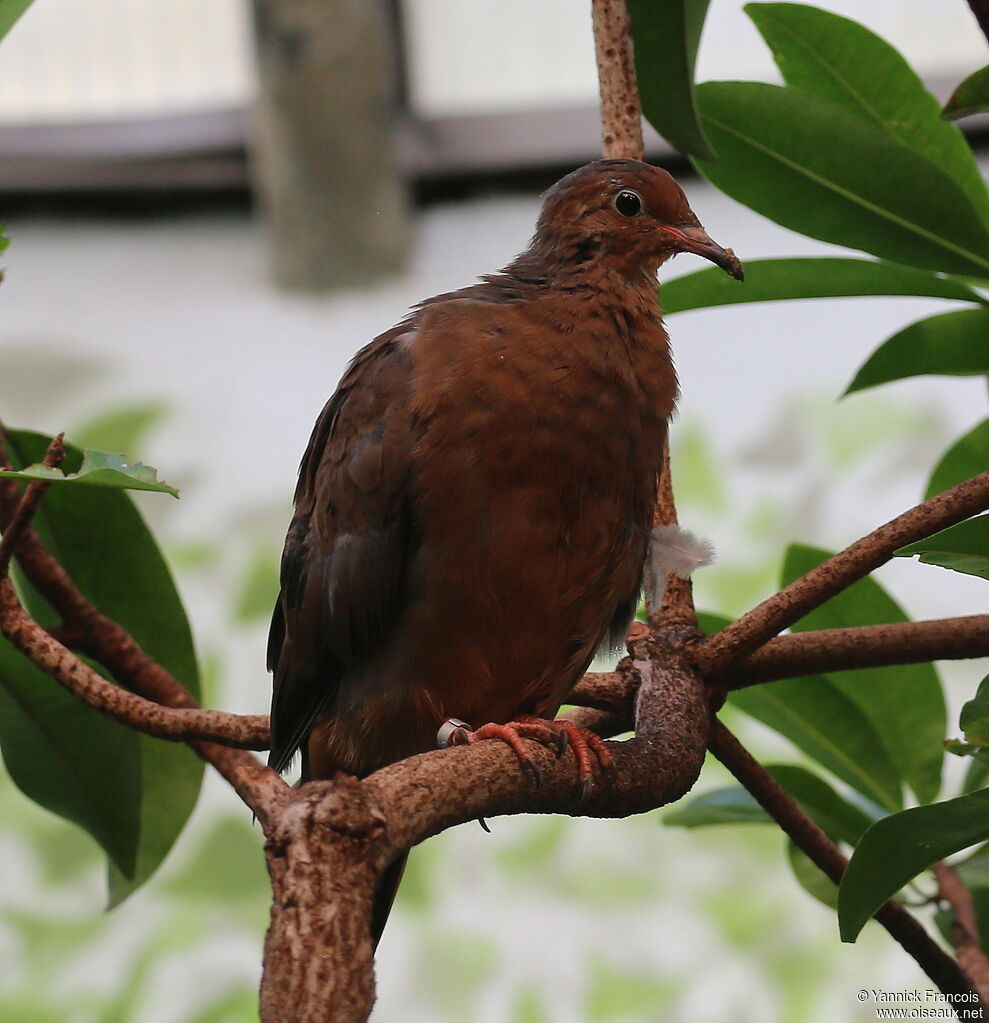 Socorro Doveadult, identification, aspect