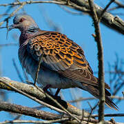 European Turtle Dove