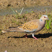 European Turtle Dove
