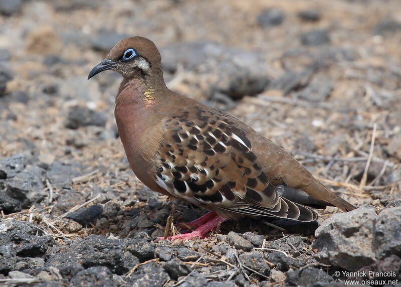 Galapagos Doveadult, identification, aspect