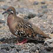 Tourterelle des Galapagos