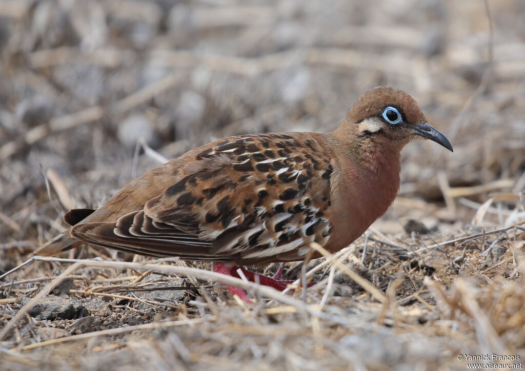 Galapagos Doveadult, identification, aspect