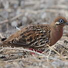 Tourterelle des Galapagos