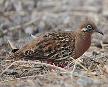 Galapagos Dove