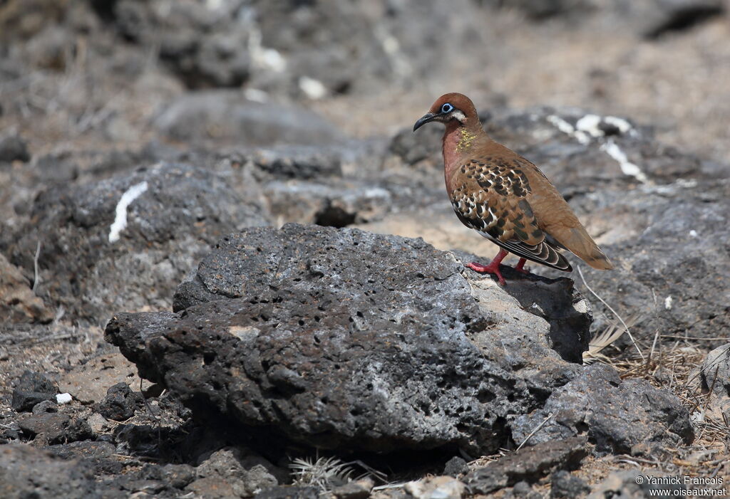 Galapagos Doveadult, habitat, aspect