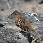 Tourterelle des Galapagos