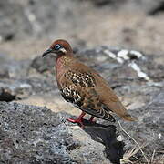 Tourterelle des Galapagos