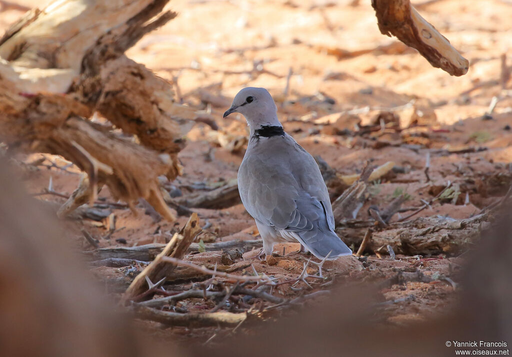 Ring-necked Doveadult, habitat, aspect