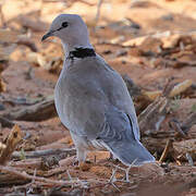 Ring-necked Dove