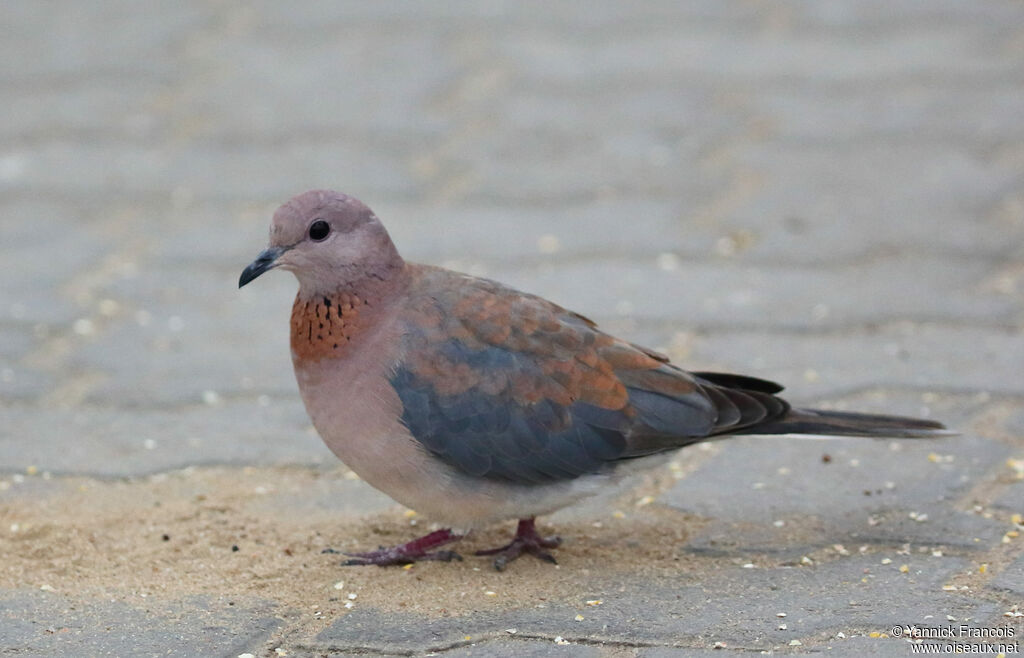 Laughing Dove