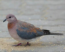 Laughing Dove