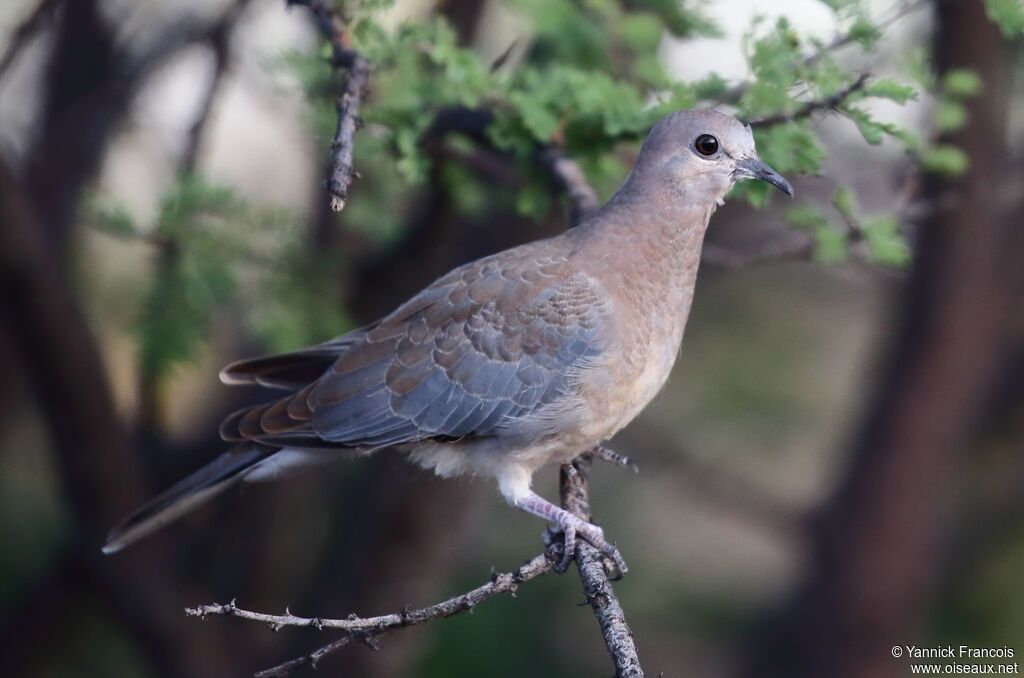 Laughing Doveimmature, identification, aspect