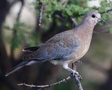 Laughing Dove