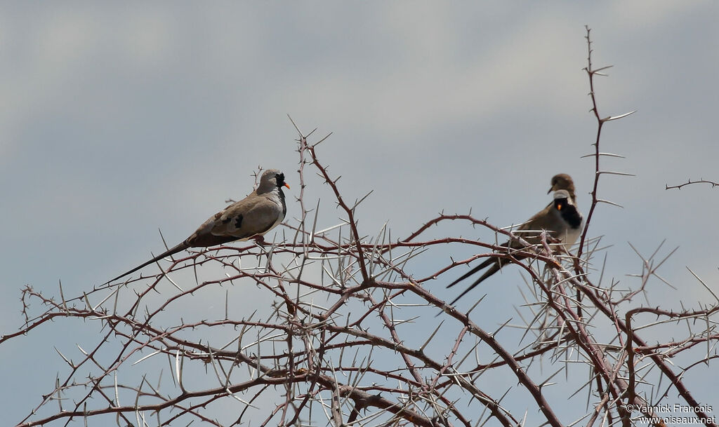 Namaqua Doveadult, habitat, aspect