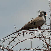 Namaqua Dove