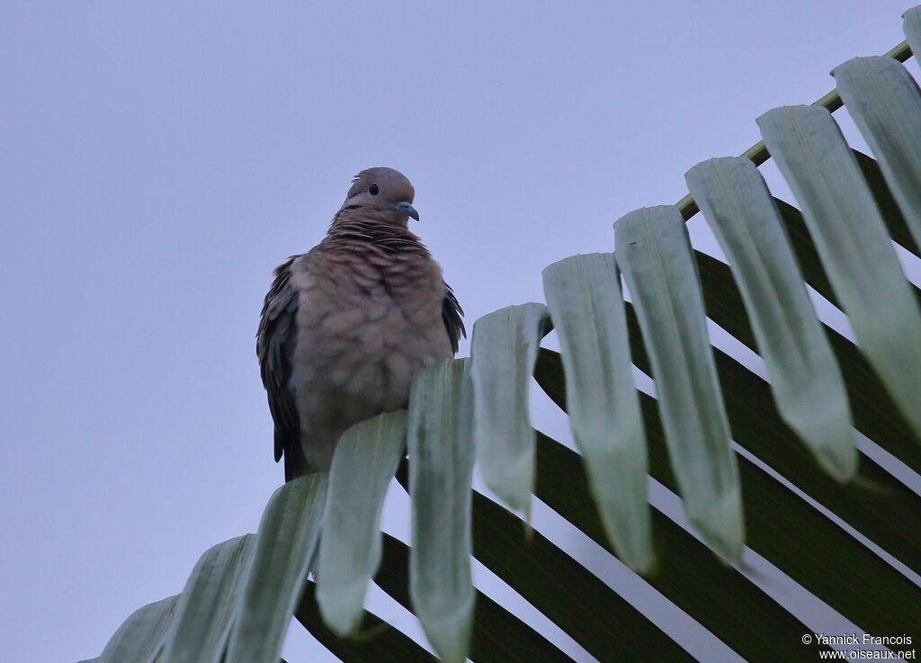 Eared Doveadult, identification, aspect