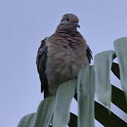 Eared Dove