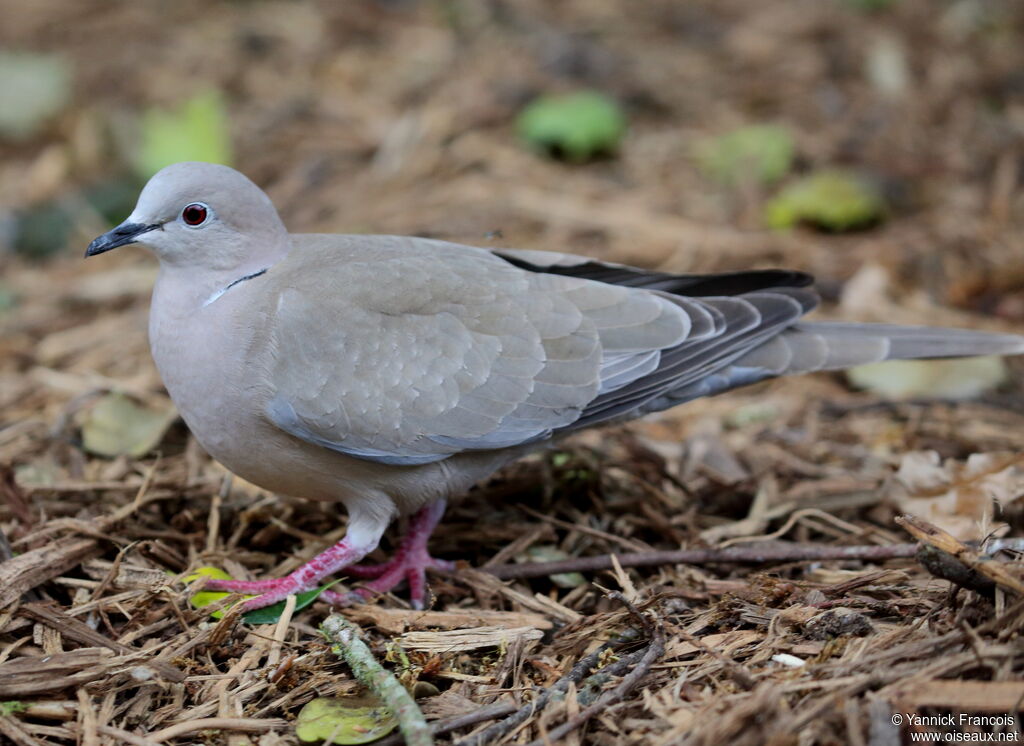 Eurasian Collared Doveadult, identification, aspect, walking