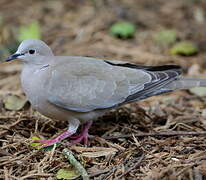 Eurasian Collared Dove