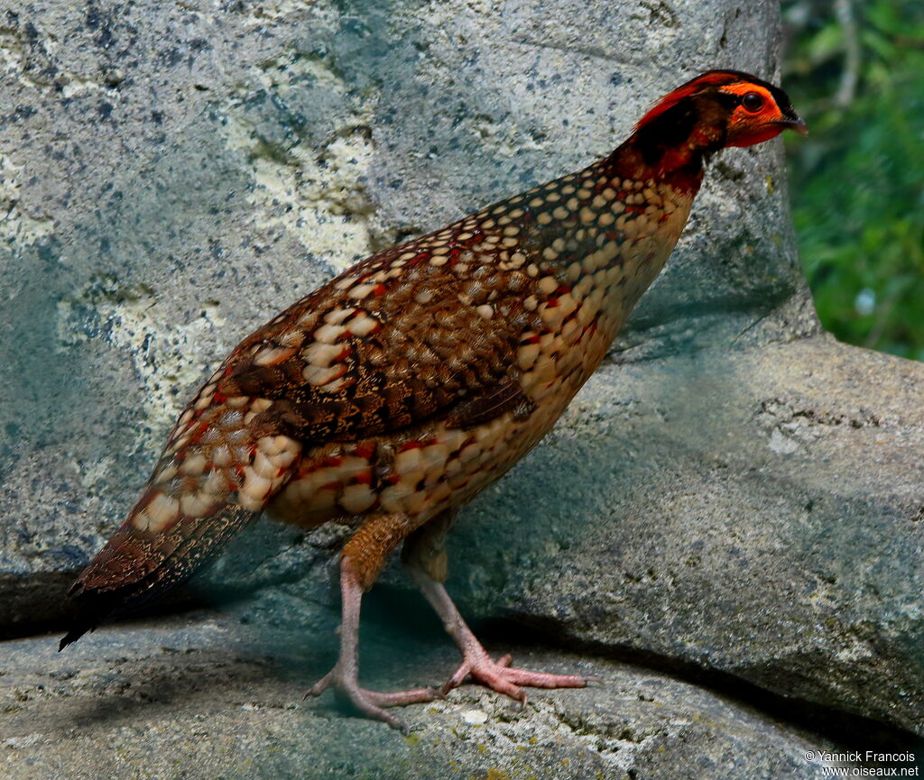 Cabot's Tragopan male adult, identification, aspect