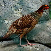 Cabot's Tragopan