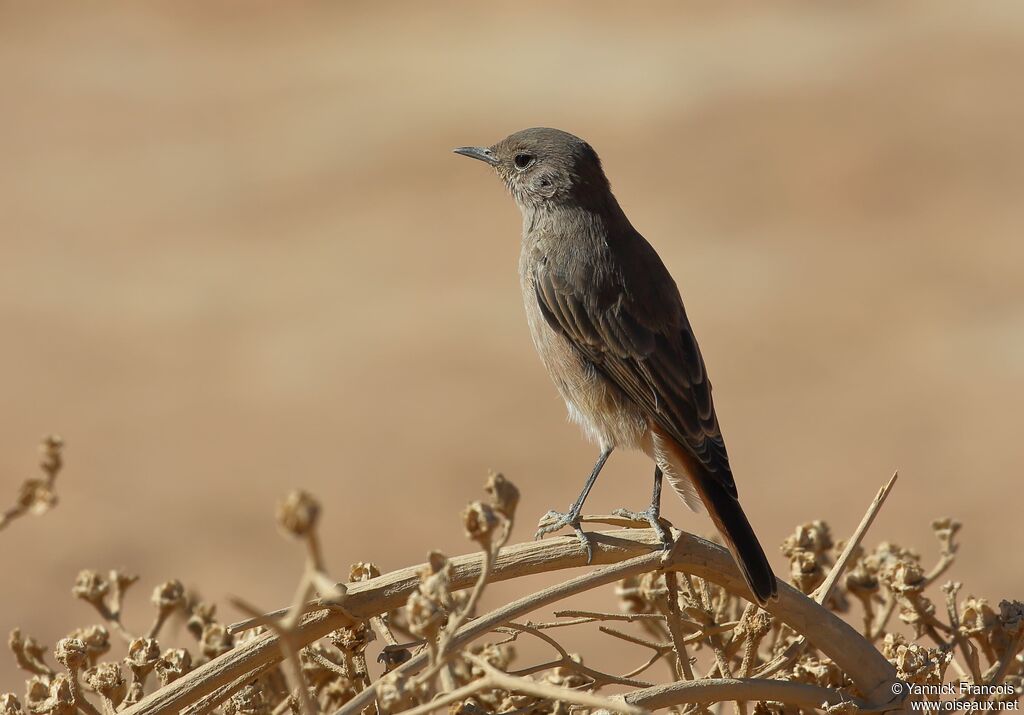 Traquet familieradulte, identification, composition