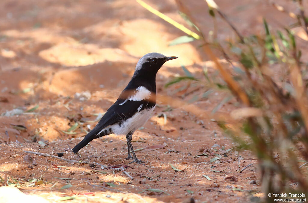 Mountain Wheatear male adult, identification, aspect