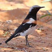 Mountain Wheatear