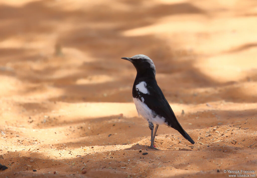 Mountain Wheatear male adult, identification, aspect