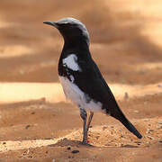 Mountain Wheatear