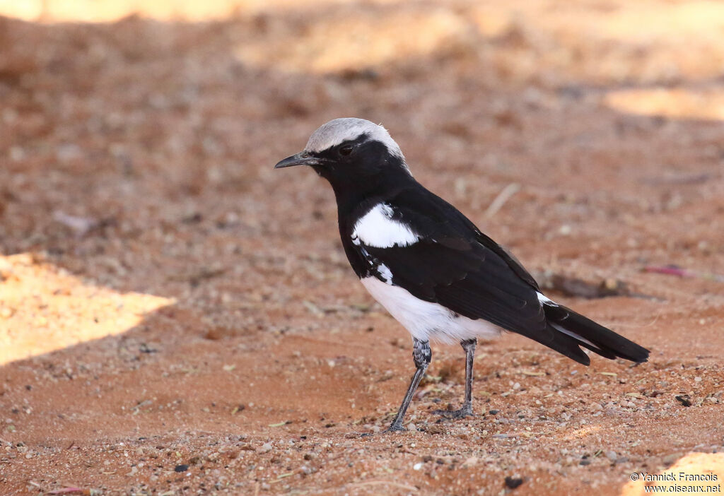 Mountain Wheatear male adult, identification, aspect