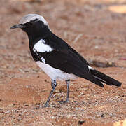 Mountain Wheatear