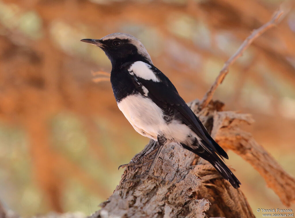 Mountain Wheatear male adult, identification, aspect