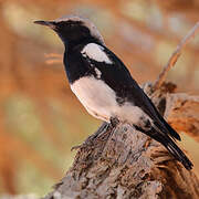 Mountain Wheatear