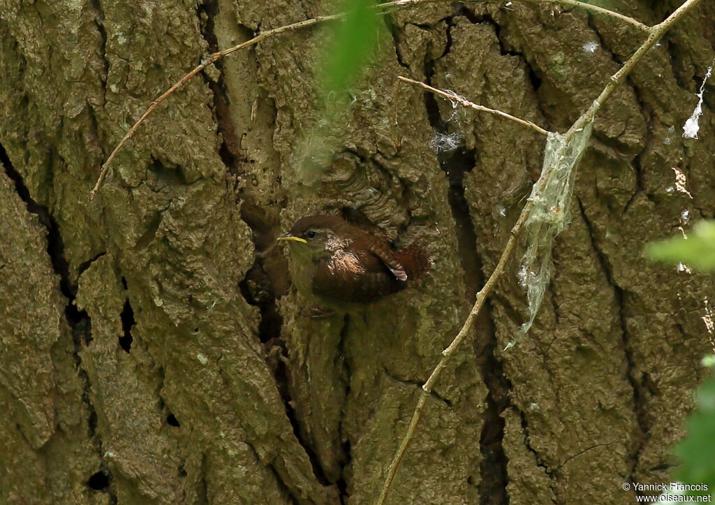 Troglodyte mignonjuvénile, habitat