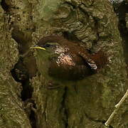 Eurasian Wren