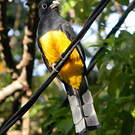 Trogon à tête noire