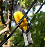 Trogon à tête noire