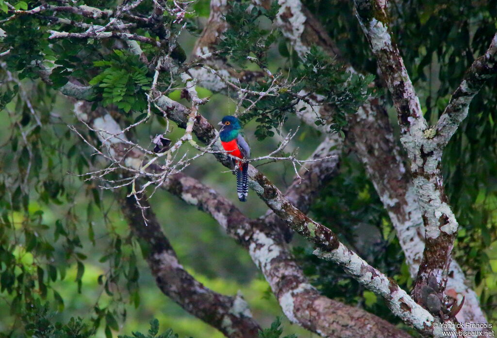 Trogon couroucou mâle adulte, habitat, composition