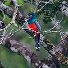 Trogon couroucou