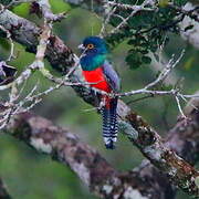 Blue-crowned Trogon