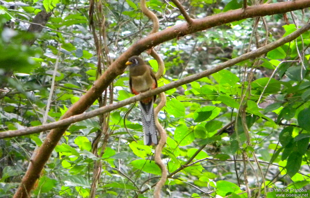 Elegant Trogon female adult, habitat, aspect