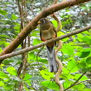 Elegant Trogon