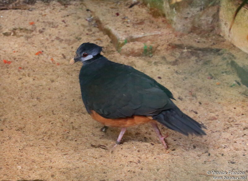 Thick-billed Ground Pigeonadult, identification, aspect