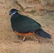 Thick-billed Ground Pigeon