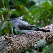 White-rumped Sirystes