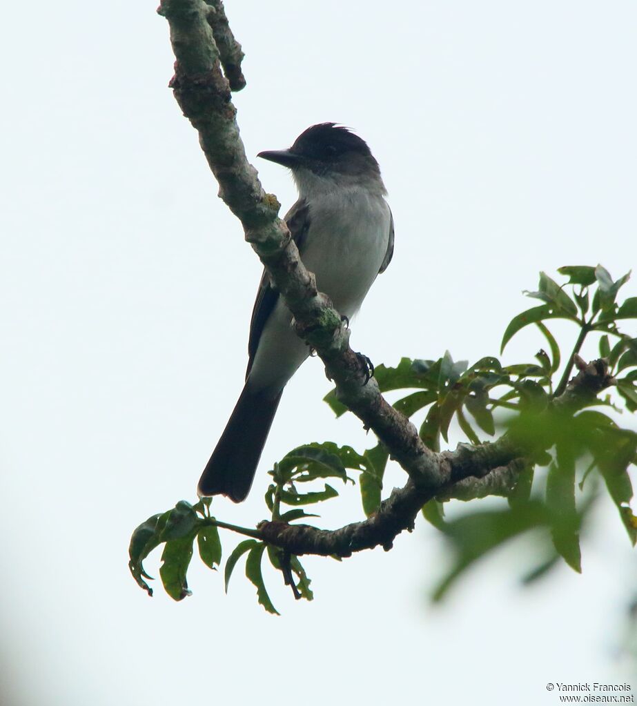 White-rumped Sirystesadult, identification, aspect