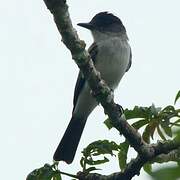 White-rumped Sirystes